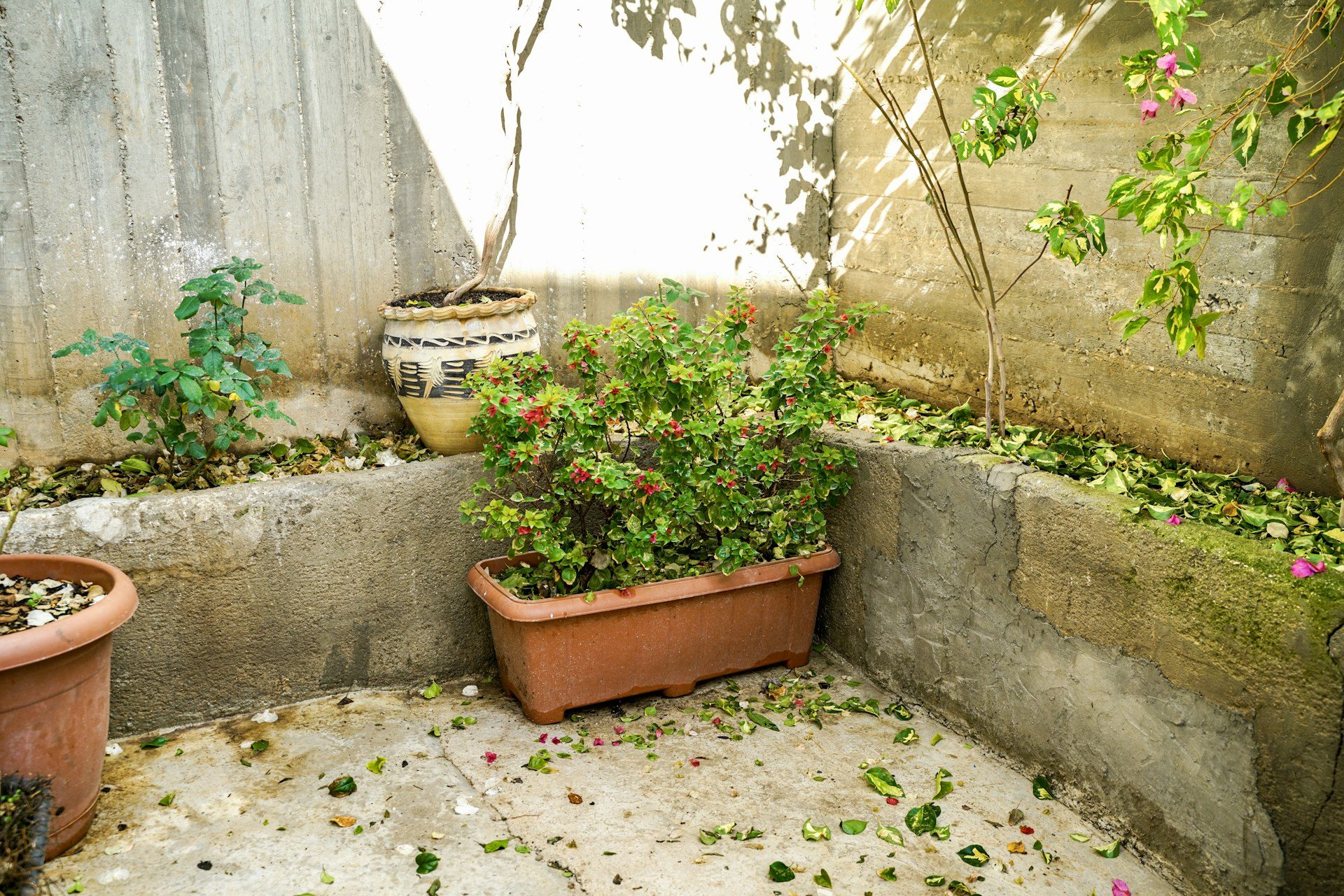 Fioriere in un cortile soleggiato