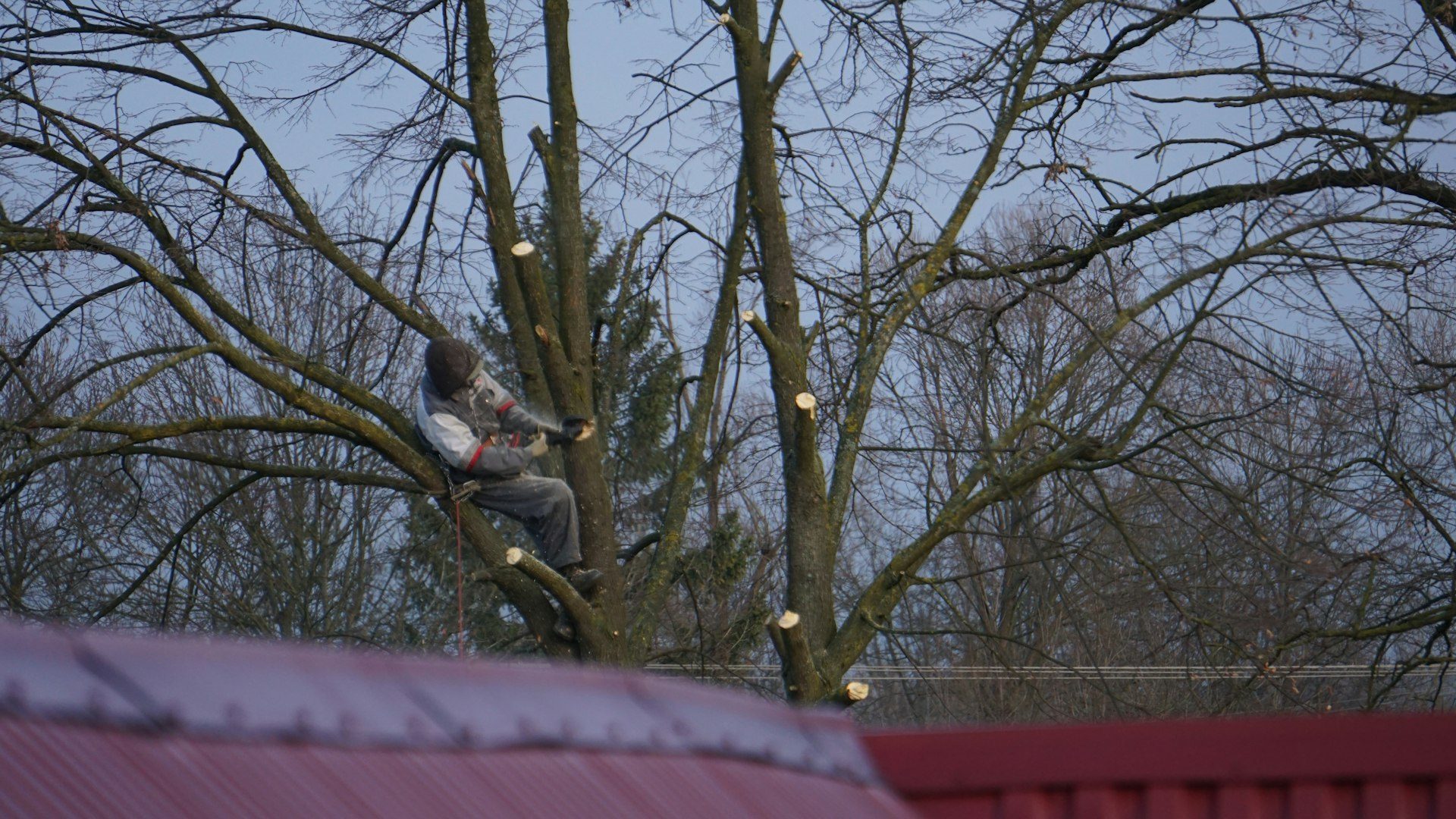 Rami potati di un albero in inverno