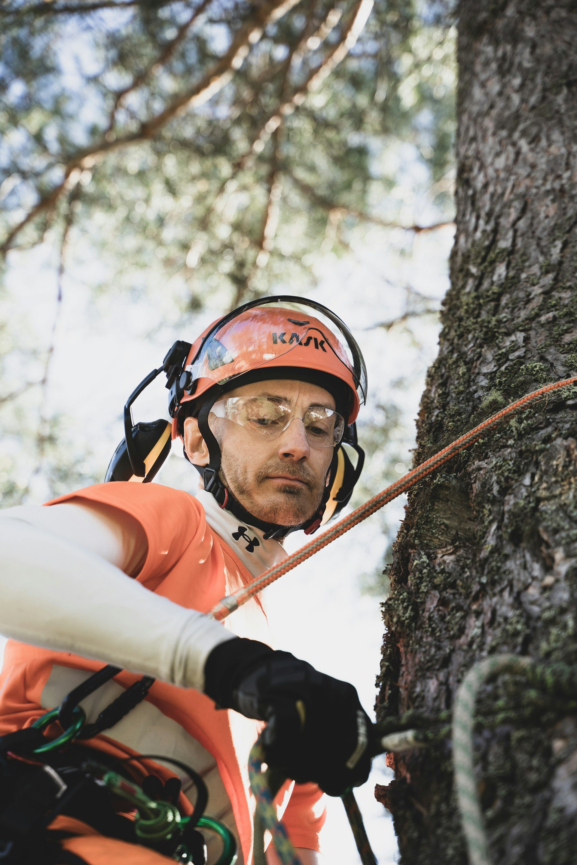 Arboricoltore imbracato su un tronco