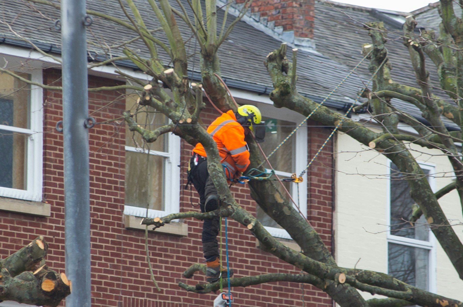 Operatore che pota un albero davanti a un edificio