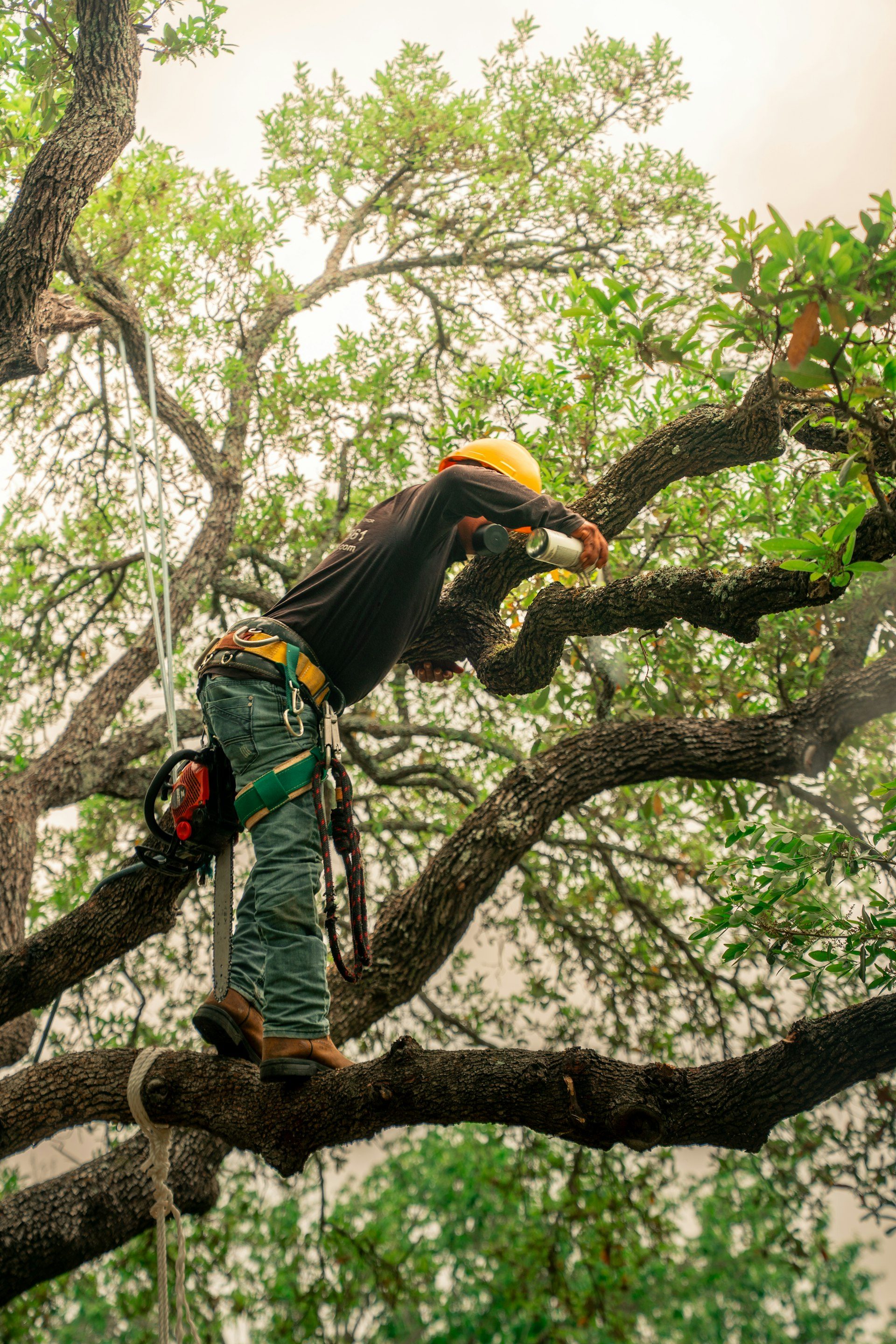 Arboricoltore che pota un albero