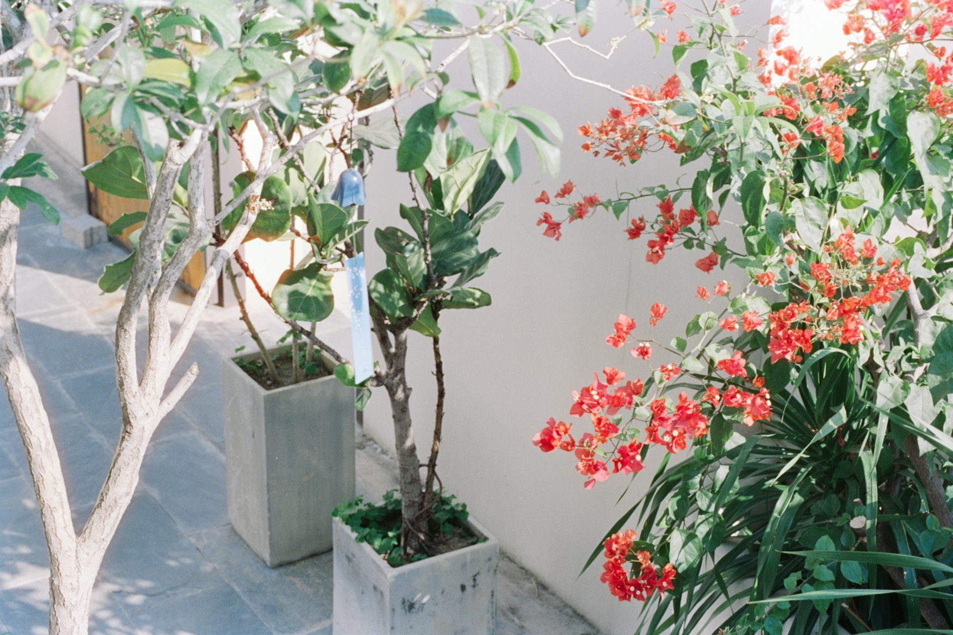 Fioriere con fiori rossi su un terrazzo